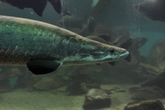 Pirarucu nada em aquário de um restaurante em Manaus - AM